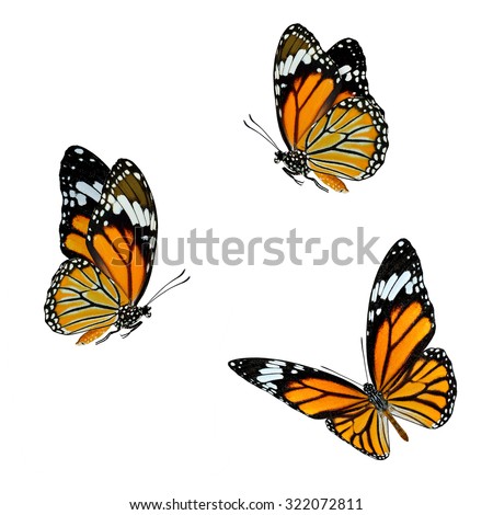Set of beautiful flying Common Tiger butterflies with fully stretching wings isolated on white background