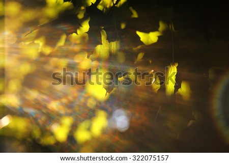 Yellow maple leaves in autumn rainbow rays of light on the tree 