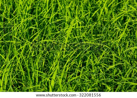 Green grass, crops, background.