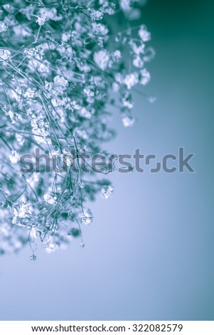 babysbreath in front of white wall studio shot