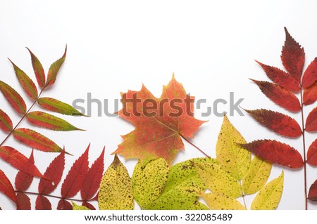 Fall Colors on White Background