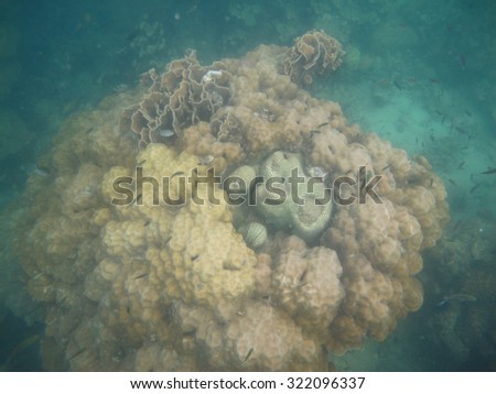 Fish Swimming near Coral Reef under the Sea                          