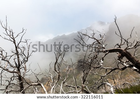 Dry dead trees in foggy mountains