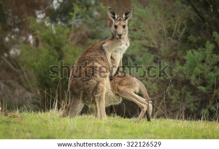 Female Eastern Grey kangaroo (Macropus giganteus) with joey climbing into her pouch. 