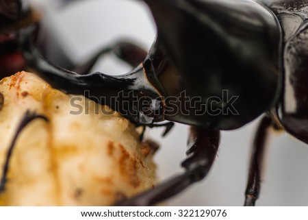 Rhinoceros beetle.