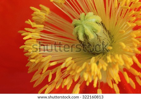 Beautiful poppy flowers on a neutral background