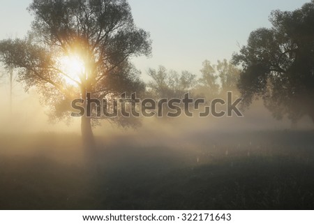 autumn landscape sun rays through the trees in the fog in the oak grove 