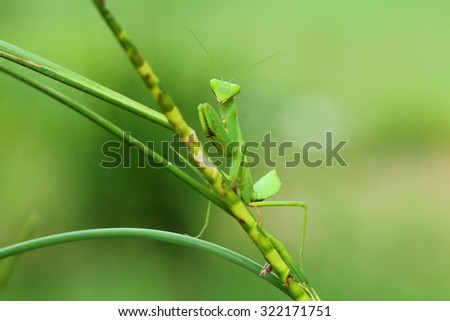 Mantis lives on grass in Asia Thailand .