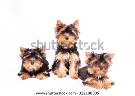 Three Yorkshire terrier puppy sitting on a white background