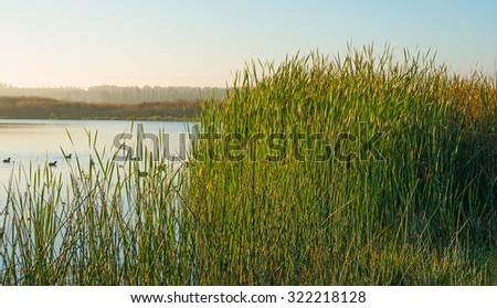 Reed along the shore of a lake in autumn