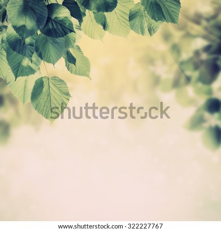 Vintage spring background with lovely flowering tree branches