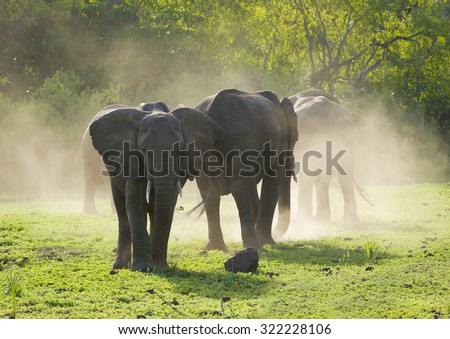 Big african elephants in misty light