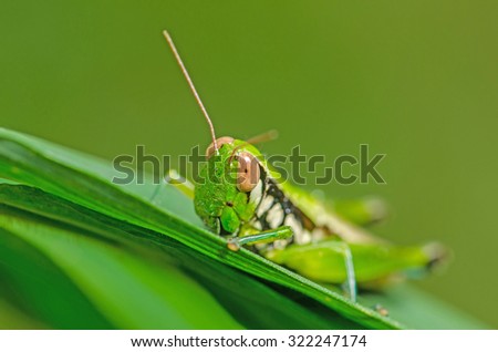 Grasshopper on green leaf.Small depth of field.