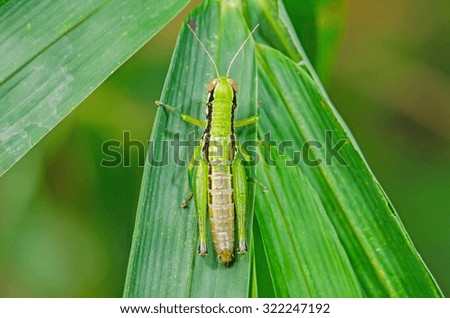 Grasshopper on green leaf.