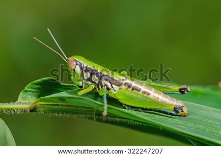 Grasshopper on green leaf.