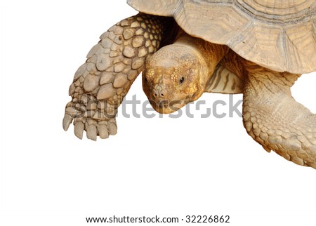 Closeup of turtle on isolated white background