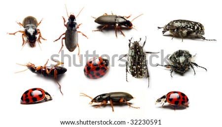 Beetle collection on white background