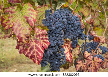 bunches of red grapes on the grapevine, red leaves