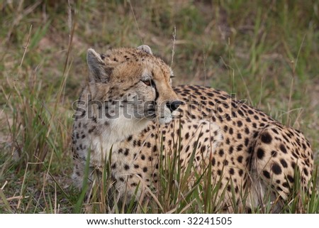 A young cheetah taking a break
