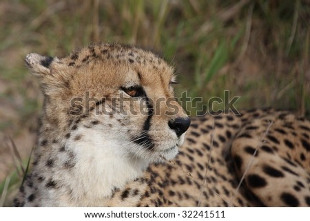 A young cheetah in the grass