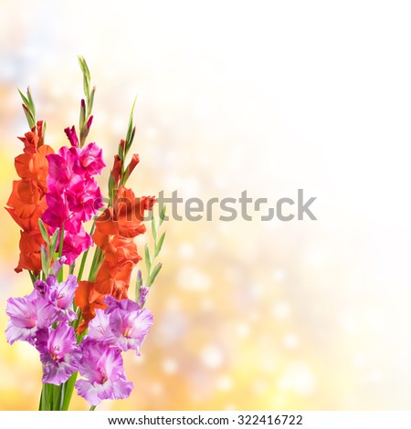 Holiday nature background with gladiolus flowers
