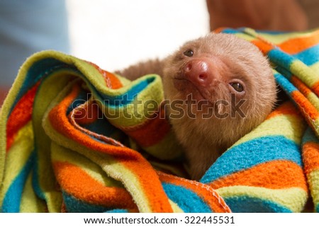 Baby sloth in colorful striped blanket
