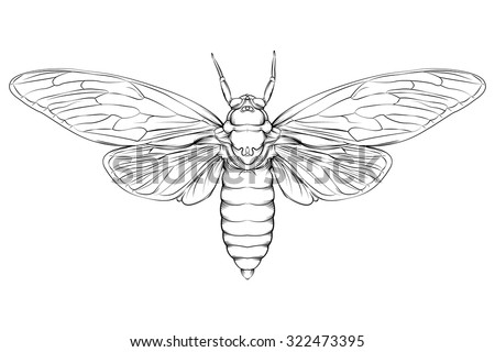 Vector drawing of a Large / Moth Line drawing / Easy to edit layers and groups simple to colour with white fill shapes inside black lines. 