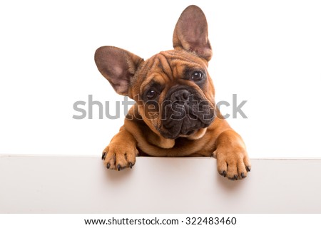 Funny French Bulldog puppy over a white banner, isolated Royalty-Free Stock Photo #322483460