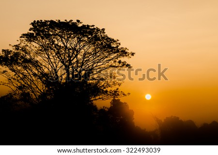silhouette of Tree on meadow and mist in sunrise time