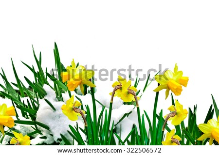 narcissus flowers in the snow