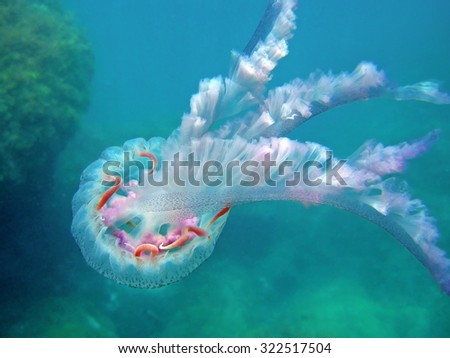 Mauve stinger jellyfish Pelagia noctiluca in the Mediterranean sea, Costa Brava, Spain
