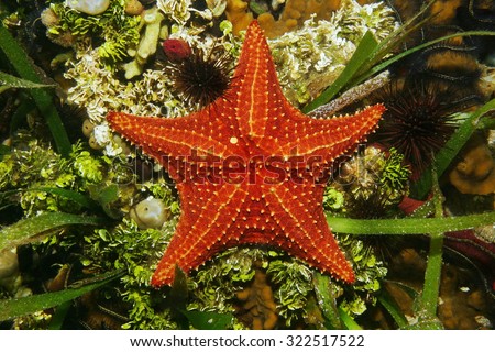 Cushion sea star underwater on the seabed viewed from above, Caribbean sea