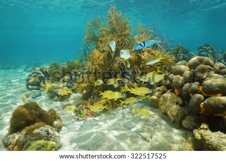 Underwater scenery, tropical reef fish swimming near corals, Caribbean sea, Mexico, America