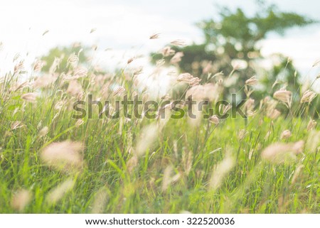 Green grass and little wildflowers on the field. Beautiful summer landscape. (Soft focus)