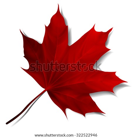 Realistic red maple leaf isolated on white background. Vector eps10 illustration Royalty-Free Stock Photo #322522946