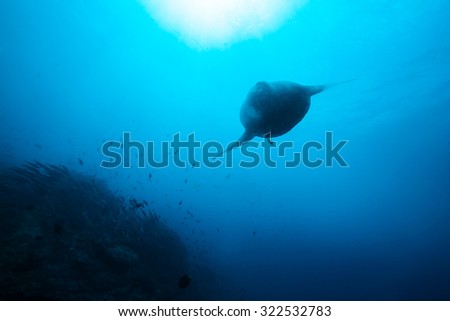 sunfish under the sea