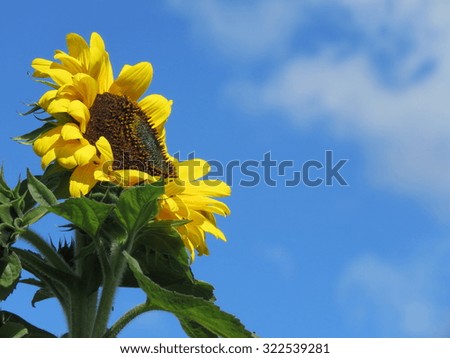 Sunflower against a blue sky background