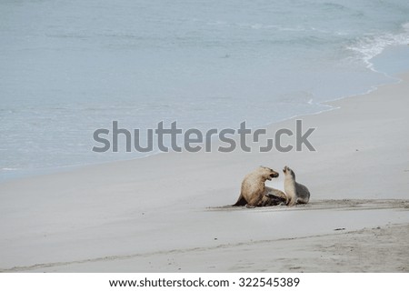 baby puppy australian sea lion in kangaroo island