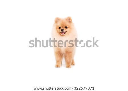 Pomeranian puppy isolated on white background