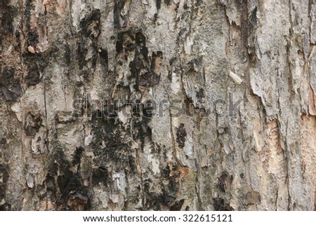 tree skin texture 
