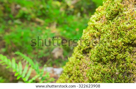 Green moss on the rocks