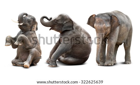Cute baby asian elephant in various action isolated on white background