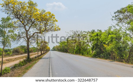image of golden tree flower (yellow pui) and street in summer day.