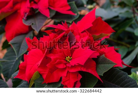 Beautiful red christmas flower poinsettia Royalty-Free Stock Photo #322684442