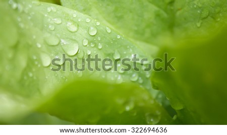 Fresh water drop on grenn leaf background