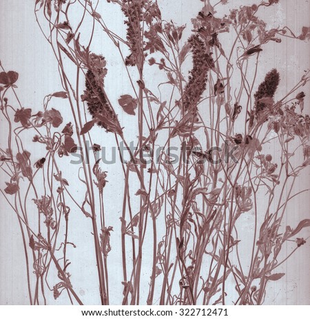 Beautiful floral prairie field bouquet. Daguerreotype. Film grain Botanical negative x-rays scan Canvas texture background Vintage conceptual old retro aged postcard Dark blue sepia brown soft color