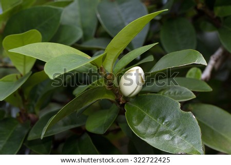 Banana Magnolia's flower bud blooming (Michelia figo)