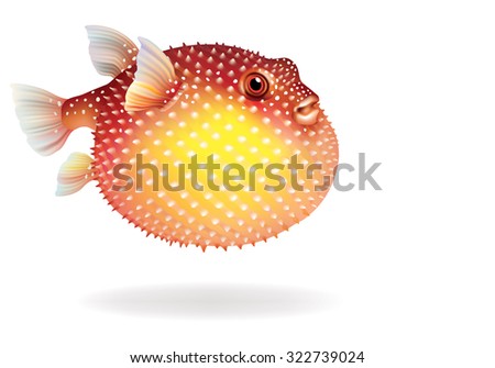 Puffer fish red on a white background [Tetraodontidae]