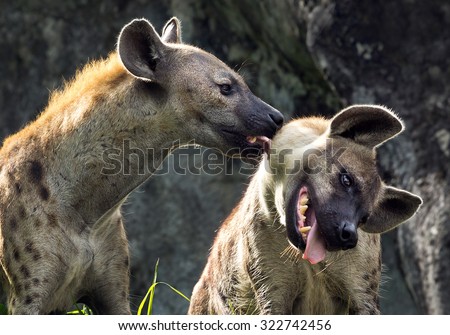 Spotted hyena in zoo.
