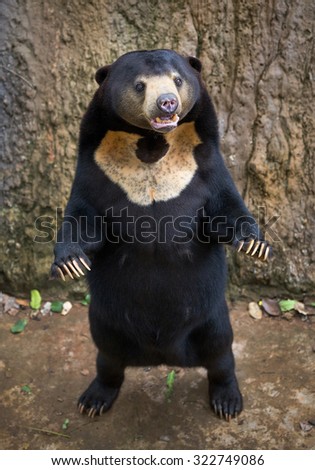 malayan sun bear. Royalty-Free Stock Photo #322749086